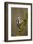 Great Spotted Woodpecker (Dendrocopos Major). Scotland, UK, February-Mark Hamblin-Framed Photographic Print