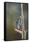 Great spotted woodpecker (Dendrocopos major), Sweden, Scandinavia, Europe-Janette Hill-Framed Stretched Canvas