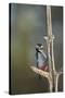 Great spotted woodpecker (Dendrocopos major), Sweden, Scandinavia, Europe-Janette Hill-Stretched Canvas