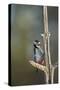 Great spotted woodpecker (Dendrocopos major), Sweden, Scandinavia, Europe-Janette Hill-Stretched Canvas