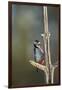 Great spotted woodpecker (Dendrocopos major), Sweden, Scandinavia, Europe-Janette Hill-Framed Photographic Print