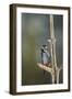 Great spotted woodpecker (Dendrocopos major), Sweden, Scandinavia, Europe-Janette Hill-Framed Photographic Print