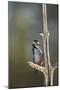 Great spotted woodpecker (Dendrocopos major), Sweden, Scandinavia, Europe-Janette Hill-Mounted Photographic Print