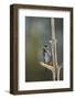 Great spotted woodpecker (Dendrocopos major), Sweden, Scandinavia, Europe-Janette Hill-Framed Photographic Print