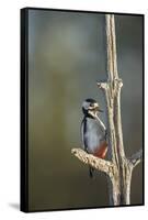 Great spotted woodpecker (Dendrocopos major), Sweden, Scandinavia, Europe-Janette Hill-Framed Stretched Canvas