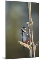 Great spotted woodpecker (Dendrocopos major), Sweden, Scandinavia, Europe-Janette Hill-Mounted Premium Photographic Print