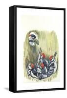 Great Spotted Woodpecker Dendrocopos Major While Carrying Food to Young in Nest-null-Framed Stretched Canvas