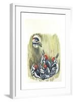 Great Spotted Woodpecker Dendrocopos Major While Carrying Food to Young in Nest-null-Framed Giclee Print