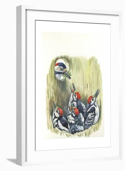 Great Spotted Woodpecker Dendrocopos Major While Carrying Food to Young in Nest-null-Framed Giclee Print