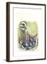 Great Spotted Woodpecker Dendrocopos Major While Carrying Food to Young in Nest-null-Framed Giclee Print