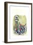 Great Spotted Woodpecker Dendrocopos Major While Carrying Food to Young in Nest-null-Framed Giclee Print