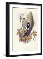 Great Spotted Woodpecker (Dendrocopos Major)-John Gould-Framed Giclee Print