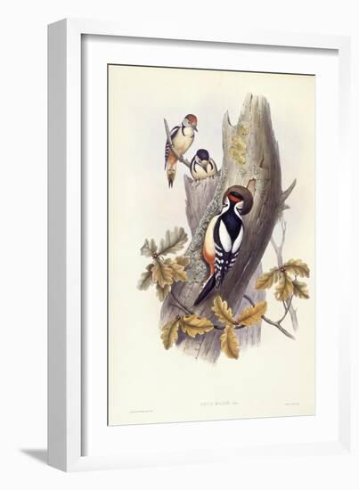 Great Spotted Woodpecker (Dendrocopos Major)-John Gould-Framed Giclee Print