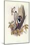 Great Spotted Woodpecker (Dendrocopos Major)-John Gould-Mounted Giclee Print