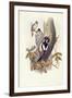 Great Spotted Woodpecker (Dendrocopos Major)-John Gould-Framed Giclee Print