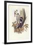 Great Spotted Woodpecker (Dendrocopos Major)-John Gould-Framed Giclee Print