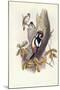 Great Spotted Woodpecker (Dendrocopos Major)-John Gould-Mounted Giclee Print