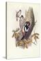 Great Spotted Woodpecker (Dendrocopos Major)-John Gould-Stretched Canvas