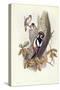 Great Spotted Woodpecker (Dendrocopos Major)-John Gould-Stretched Canvas