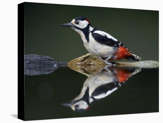 Great Spotted Woodpecker (Dendrocopus Major) at Water, Pusztaszer, Hungary, May 2008-Varesvuo-Stretched Canvas