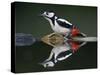 Great Spotted Woodpecker (Dendrocopus Major) at Water, Pusztaszer, Hungary, May 2008-Varesvuo-Stretched Canvas