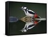 Great Spotted Woodpecker (Dendrocopus Major) at Water, Pusztaszer, Hungary, May 2008-Varesvuo-Framed Stretched Canvas