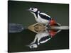 Great Spotted Woodpecker (Dendrocopus Major) at Water, Pusztaszer, Hungary, May 2008-Varesvuo-Stretched Canvas