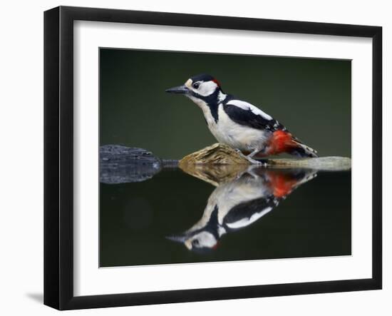 Great Spotted Woodpecker (Dendrocopus Major) at Water, Pusztaszer, Hungary, May 2008-Varesvuo-Framed Premium Photographic Print