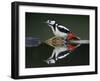 Great Spotted Woodpecker (Dendrocopus Major) at Water, Pusztaszer, Hungary, May 2008-Varesvuo-Framed Premium Photographic Print