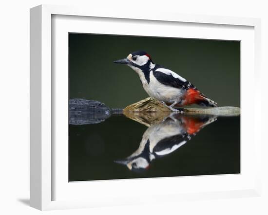 Great Spotted Woodpecker (Dendrocopus Major) at Water, Pusztaszer, Hungary, May 2008-Varesvuo-Framed Premium Photographic Print