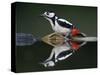 Great Spotted Woodpecker (Dendrocopus Major) at Water, Pusztaszer, Hungary, May 2008-Varesvuo-Stretched Canvas