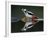 Great Spotted Woodpecker (Dendrocopus Major) at Water, Pusztaszer, Hungary, May 2008-Varesvuo-Framed Photographic Print