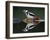 Great Spotted Woodpecker (Dendrocopus Major) at Water, Pusztaszer, Hungary, May 2008-Varesvuo-Framed Photographic Print