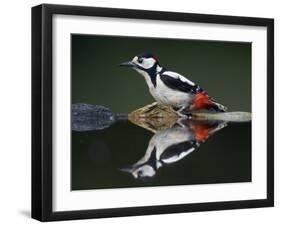 Great Spotted Woodpecker (Dendrocopus Major) at Water, Pusztaszer, Hungary, May 2008-Varesvuo-Framed Photographic Print