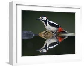 Great Spotted Woodpecker (Dendrocopus Major) at Water, Pusztaszer, Hungary, May 2008-Varesvuo-Framed Photographic Print