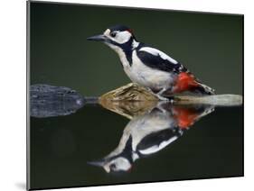 Great Spotted Woodpecker (Dendrocopus Major) at Water, Pusztaszer, Hungary, May 2008-Varesvuo-Mounted Photographic Print