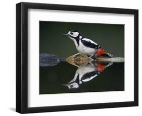 Great Spotted Woodpecker (Dendrocopus Major) at Water, Pusztaszer, Hungary, May 2008-Varesvuo-Framed Photographic Print