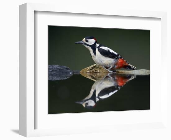 Great Spotted Woodpecker (Dendrocopus Major) at Water, Pusztaszer, Hungary, May 2008-Varesvuo-Framed Photographic Print