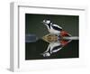 Great Spotted Woodpecker (Dendrocopus Major) at Water, Pusztaszer, Hungary, May 2008-Varesvuo-Framed Photographic Print