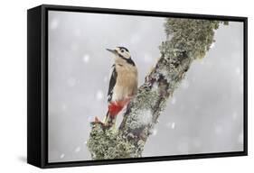 Great Spotted Woodpecker (Dendrocopus Major) in Snowfall. Cairngorms National Park, Scotland-Peter Cairns-Framed Stretched Canvas