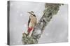 Great Spotted Woodpecker (Dendrocopus Major) in Snowfall. Cairngorms National Park, Scotland-Peter Cairns-Stretched Canvas