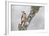 Great Spotted Woodpecker (Dendrocopus Major) in Snowfall. Cairngorms National Park, Scotland-Peter Cairns-Framed Photographic Print