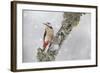 Great Spotted Woodpecker (Dendrocopus Major) in Snowfall. Cairngorms National Park, Scotland-Peter Cairns-Framed Photographic Print