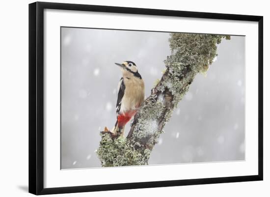 Great Spotted Woodpecker (Dendrocopus Major) in Snowfall. Cairngorms National Park, Scotland-Peter Cairns-Framed Photographic Print