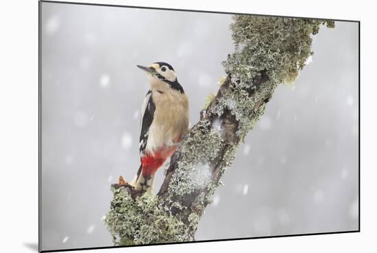 Great Spotted Woodpecker (Dendrocopus Major) in Snowfall. Cairngorms National Park, Scotland-Peter Cairns-Mounted Photographic Print