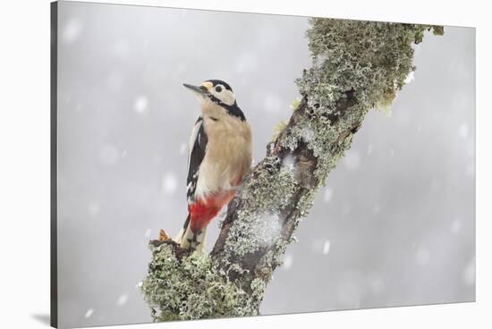 Great Spotted Woodpecker (Dendrocopus Major) in Snowfall. Cairngorms National Park, Scotland-Peter Cairns-Stretched Canvas