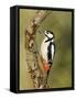 Great Spotted Woodpecker Male on Branch, Hertfordshire, UK, England, February-Andy Sands-Framed Stretched Canvas