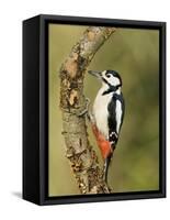 Great Spotted Woodpecker Male on Branch, Hertfordshire, UK, England, February-Andy Sands-Framed Stretched Canvas