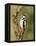 Great Spotted Woodpecker Male on Branch, Hertfordshire, UK, England, February-Andy Sands-Framed Stretched Canvas