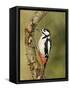 Great Spotted Woodpecker Male on Branch, Hertfordshire, UK, England, February-Andy Sands-Framed Stretched Canvas